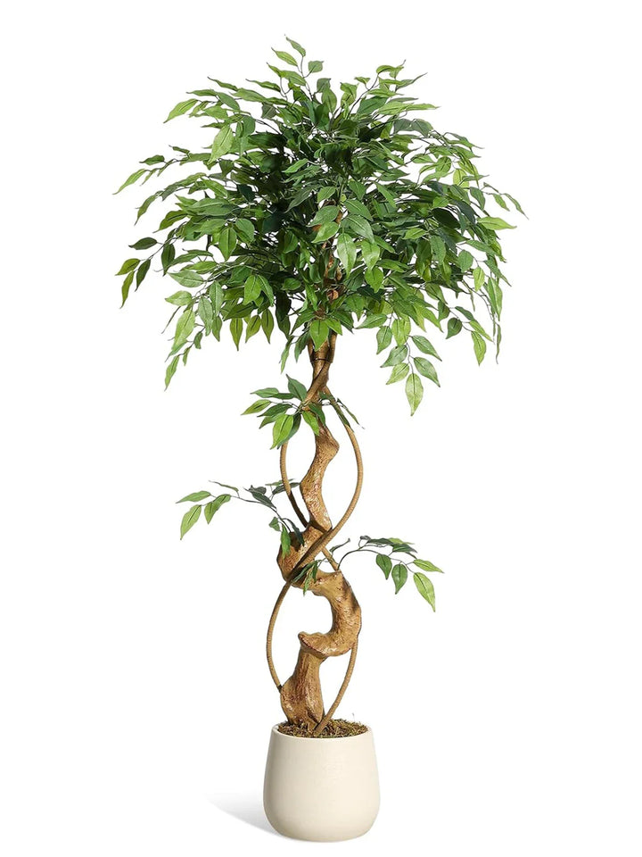 Riva™ | Lifelike Ficus tree with curved trunk