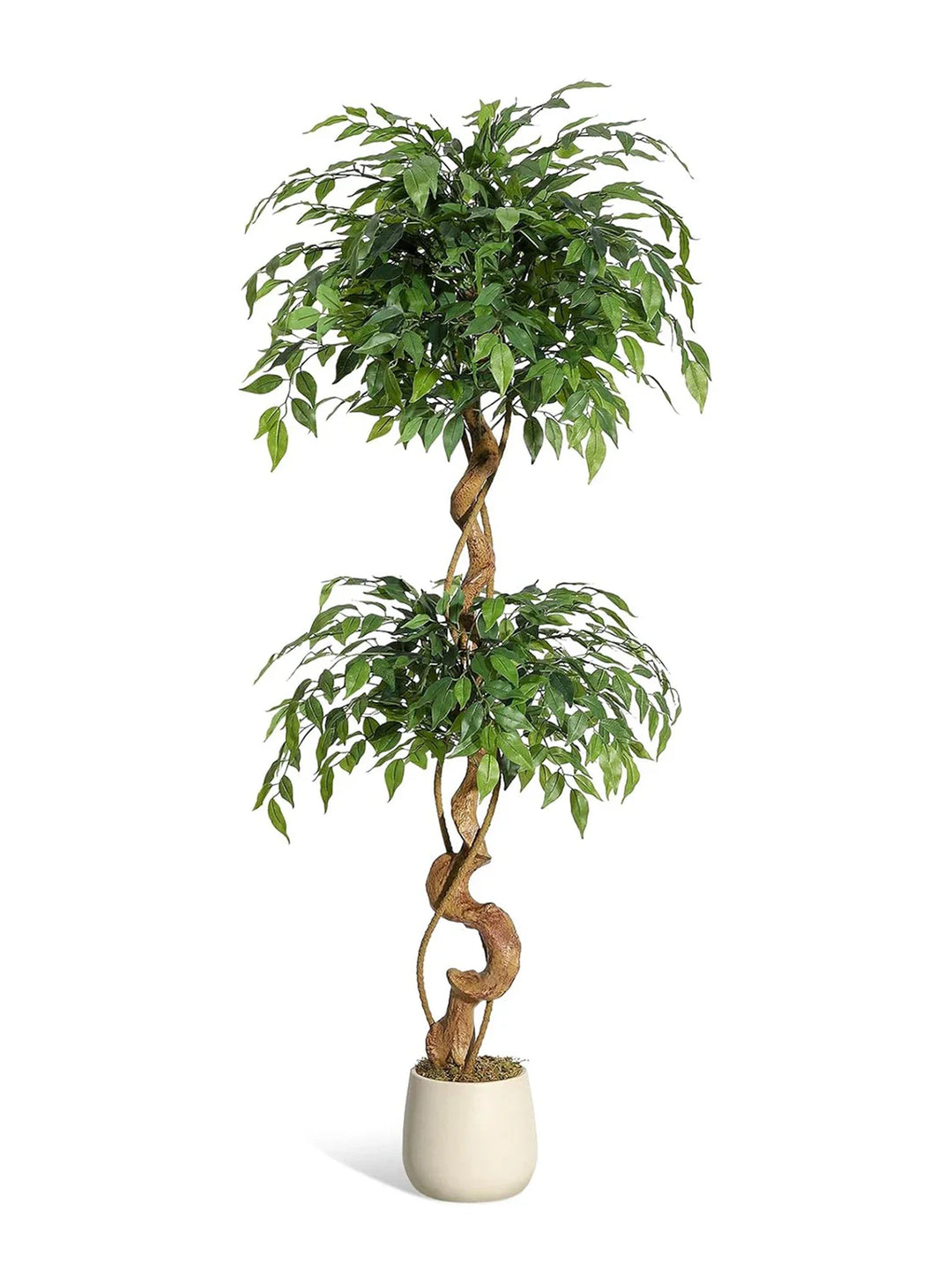 Riva™ | Lifelike Ficus tree with curved trunk